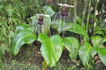 Tacca Tacca Gardening in the Coastal Southeast