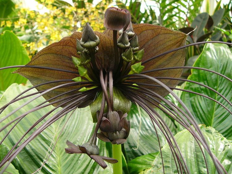 Tacca Tacca Chantrieri Bat Plant May Have Cancer Fighting Power