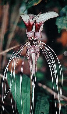 Tacca cristata httpsuploadwikimediaorgwikipediacommonsthu