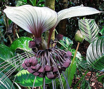 Tacca integrifolia Tacca integrifolia Cat39s Whiskers 10 fresh seeds by SmartSeeds
