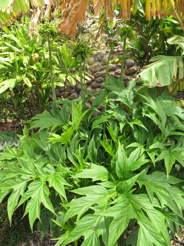 Tacca leontopetaloides Tacca leontopetaloides Useful Tropical Plants