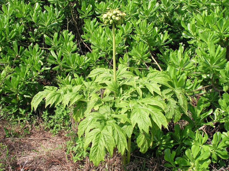 Tacca leontopetaloides Tacca leontopetaloides L Kuntze Plants of AnalamazaotraPrinet