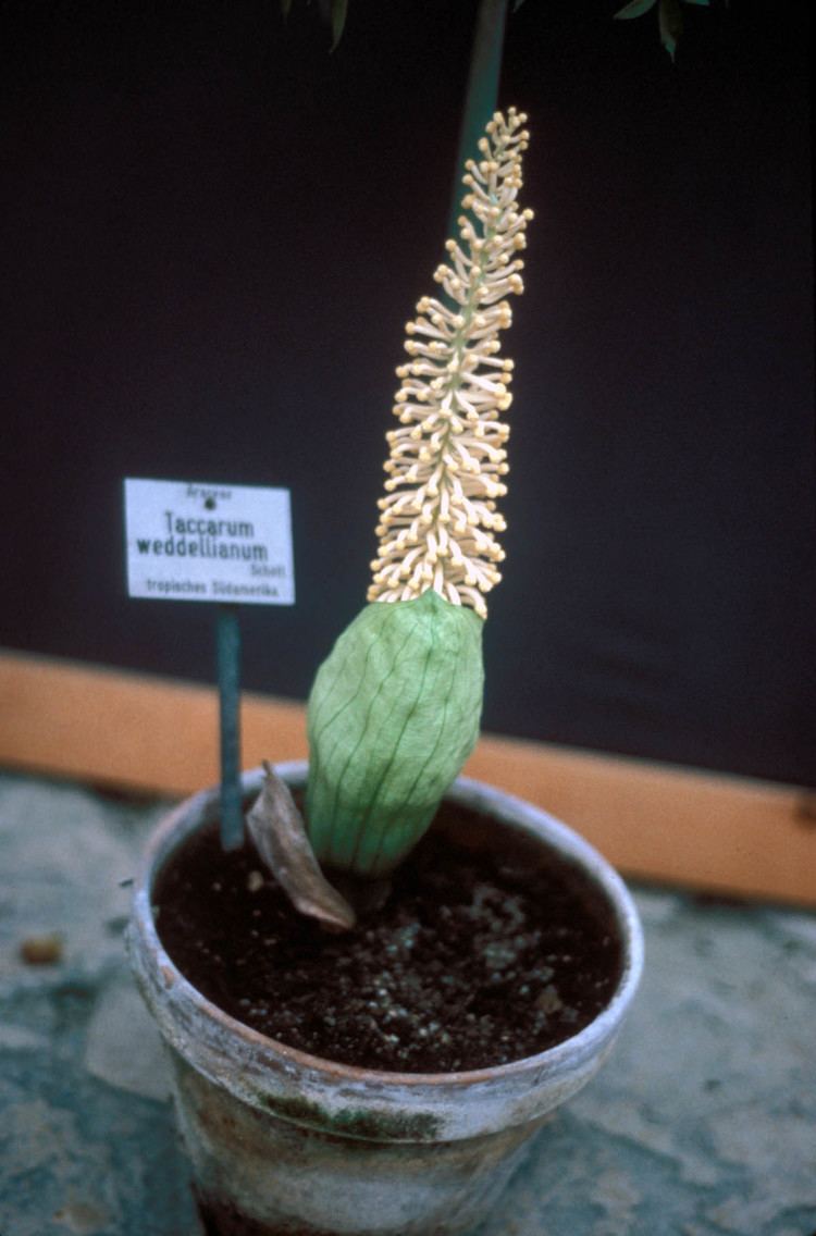 Taccarum Taccarum weddellianum Araceae image 2869 at PhytoImagessiuedu