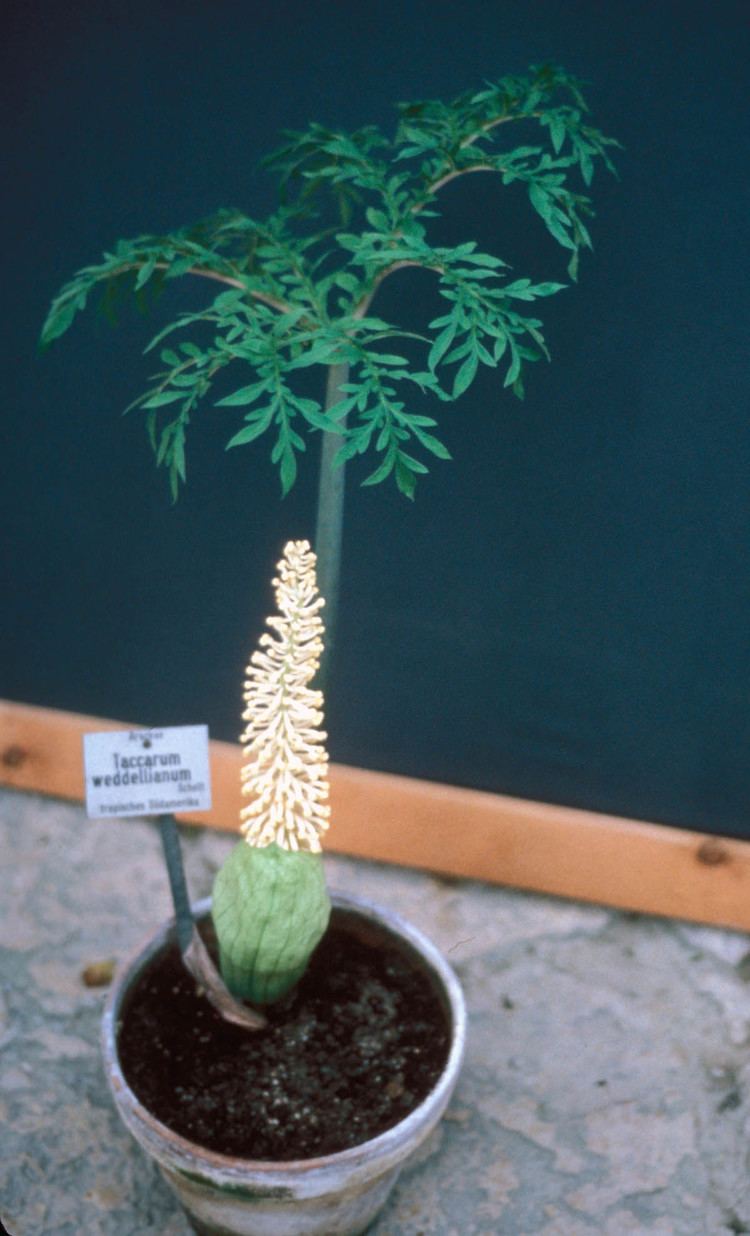 Taccarum Taccarum weddellianum Araceae image 2870 at PhytoImagessiuedu