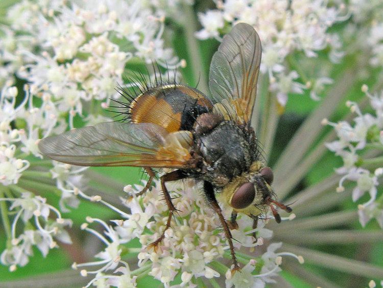 Tachina Tachinidae Tachinid Recording Scheme