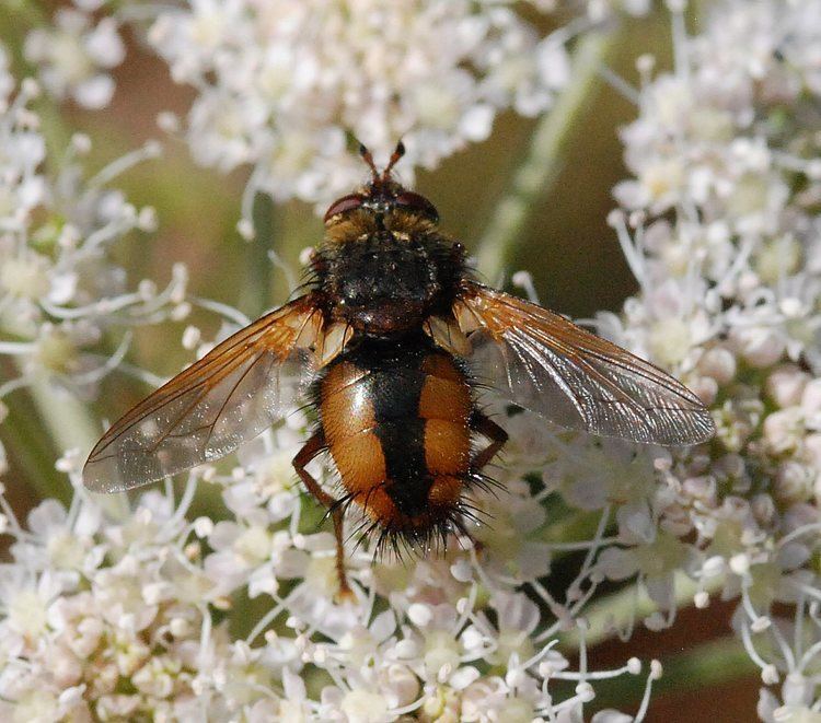 Tachina Tachina fera Tachina fera NatureSpot