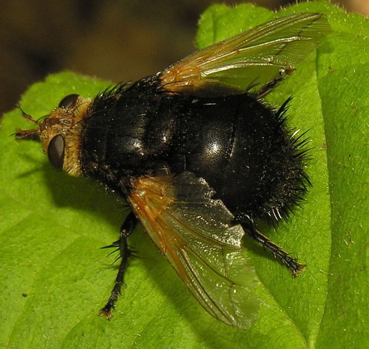 Tachina Tachina grossa Wikipedia