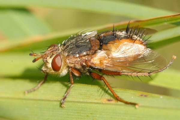 Tachina Tachina fera