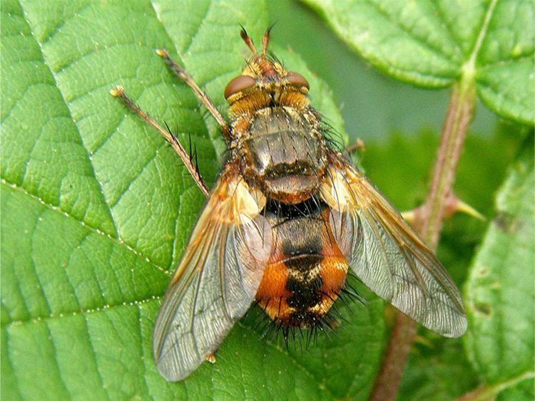 Tachina Tachina fera Tachina fera NatureSpot