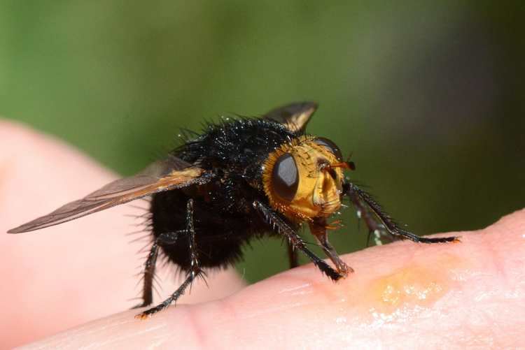 Tachina grossa Tachina grossa Wikiwand