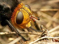 Tachina grossa Tachina grossa Wikipedia