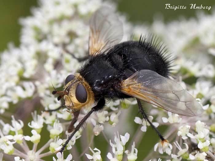 Tachina grossa Dipterainfo Discussion Forum Tachina grossa