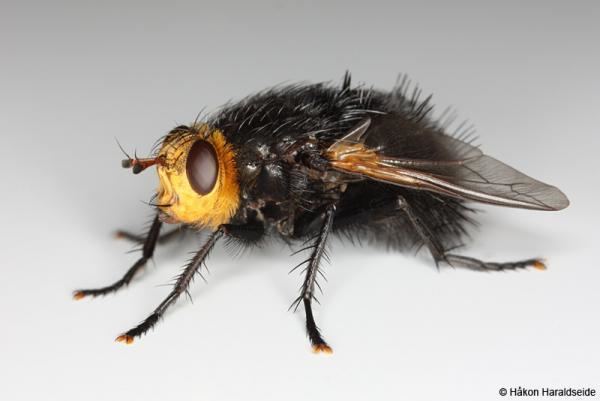 Tachina grossa Dipterainfo Photo Albums Tachina grossa 5