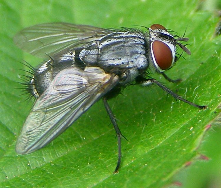Tachinidae Sturmia Wikipedia