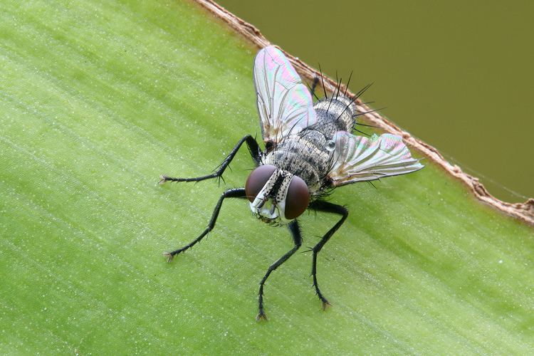 Tachinidae httpsuploadwikimediaorgwikipediacommonsff