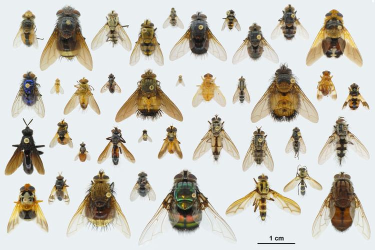 Tachinidae General Information about Tachinid Flies