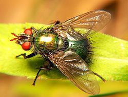 Tachinidae Tachinidae Wikipdia