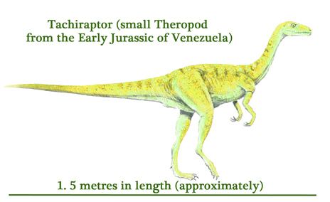 Tachiraptor Tachiraptor admirabilis Tracing the Origins of the Big Theropods