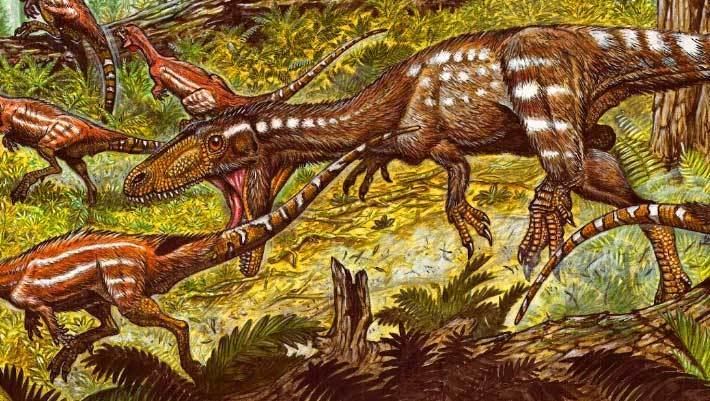 Tachiraptor Tachiraptor admirabilis New Carnivorous Dinosaur Unearthed in