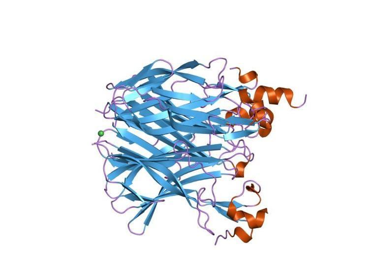 TACI-CRD2 protein domain