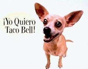 Taco Bell chihuahua staticseattletimescomwpcontentuploads200901