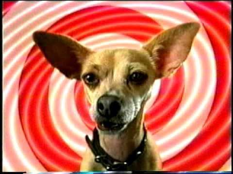 Taco Bell chihuahua What39s Up Taco Bell Chihuahua doing the budweiser commercia YouTube