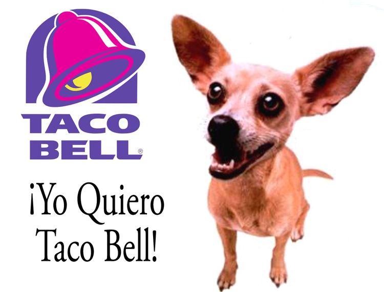 Taco Bell chihuahua taco bell chihuahua amanda hagedon