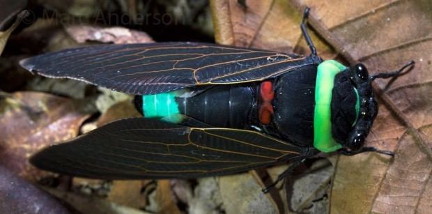 Tacua speciosa Tacua Speciosa A Giant Rainforest Cicada Wild Ambience Pure
