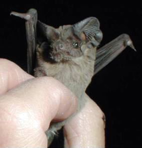 Tadarida Mexican freetailed bat Wikipedia