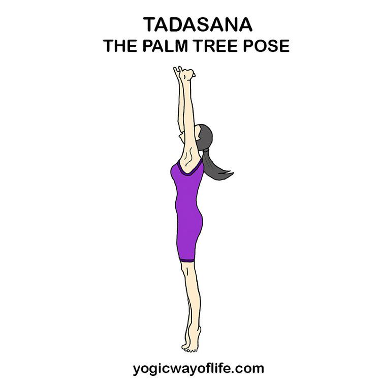Tadasana Tadasana The Palm Tree Pose Yogic Way Of Life