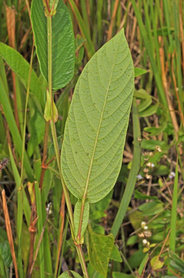 Tadehagi triquetrum Tadehagi triquetrum Fabaceae image 45321 at PhytoImagessiuedu