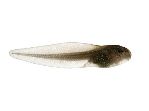 Tadpole Tadpoles for Sale Reptiles for Sale