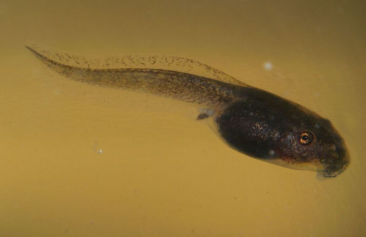 Tadpole Alchetron The Free Social Encyclopedia