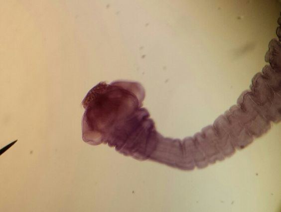 Taenia (genus) Taenia pisiformis Kingdom Animalia phylum Phylum platyhelminth