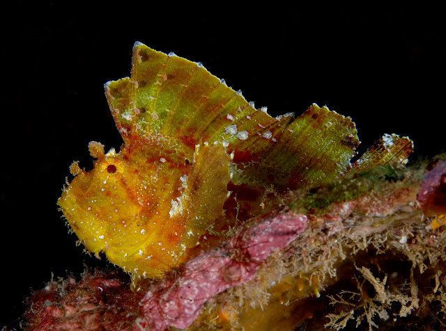 Taenianotus triacanthus Leaf Scorpionfish Taenianotus triacanthus