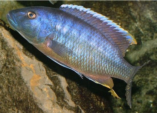 Taeniochromis holotaenia - Alchetron, the free social encyclopedia