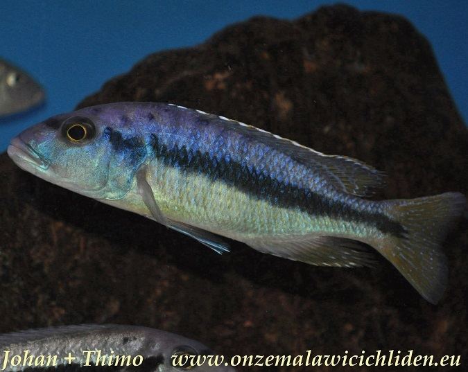 Taeniochromis holotaenia - Alchetron, the free social encyclopedia