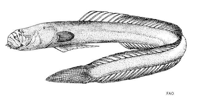 Taenioides fishesofaustralianetauImagesImageTaenioidesCi