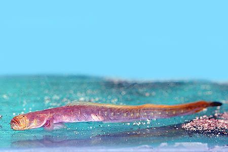 Taenioides Taenioides cirratus Bearded Worm Goby Seriously Fish