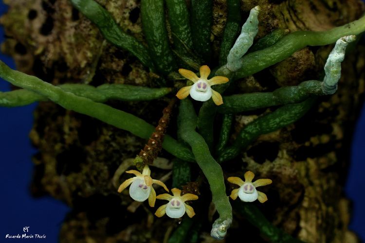 Taeniophyllum Taeniophyllum obtusum This is a miniature Aeridiinae speci Flickr