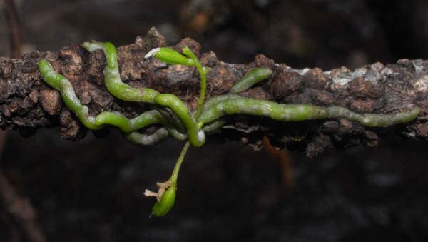 Taeniophyllum muelleri