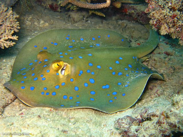 Taeniura Taeniura lessoni A New Species of Bluespotted Stingray Reefscom