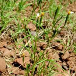 Tagetes micrantha MABA Tagetes micrantha