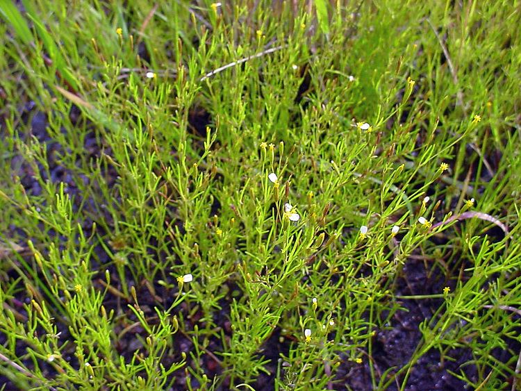 Tagetes micrantha Vascular Plants of the Gila Wilderness Tagetes micrantha