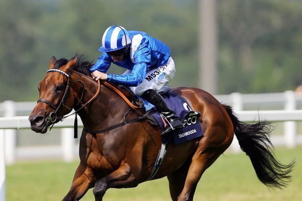 Taghrooda York Ebor Festival Day Two Preview Taghrooda can maintain unbeaten