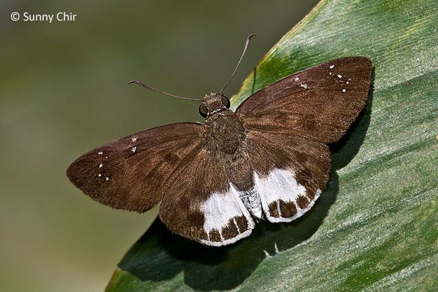 Tagiades ButterflyCircle Checklist
