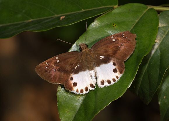 Tagiades Butterflies of the Indian subcontinent Tagiades litigiosa