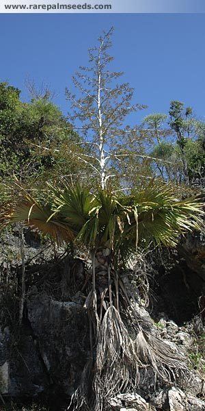 Tahina spectabilis Tahina Palm Global Trees