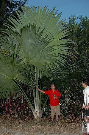 Tahina spectabilis Tahina spectabilis Palmpedia Palm Grower39s Guide