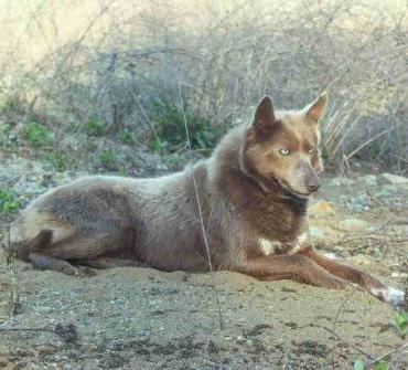 Tahltan Bear Dog Tahltan Bear Dog Breed Information History Health Pictures and more